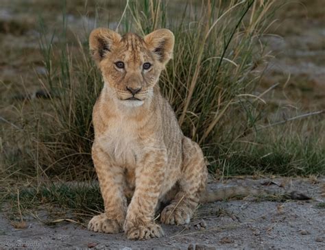 Lion Cub | Backcountry Gallery Photography Forums