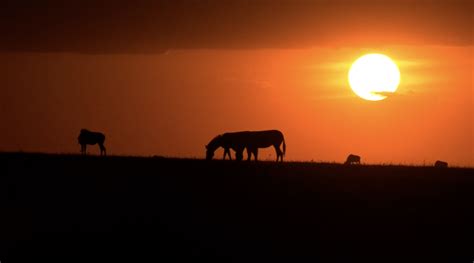 Digital Safari: The great wildebeest migration - CGTN