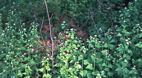 Garlic Mustard: Invasive, Destructive, Edible