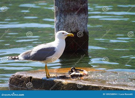 Seagull Eating Fishin Near a Lake Stock Photo - Image of eating, nature: 109258894