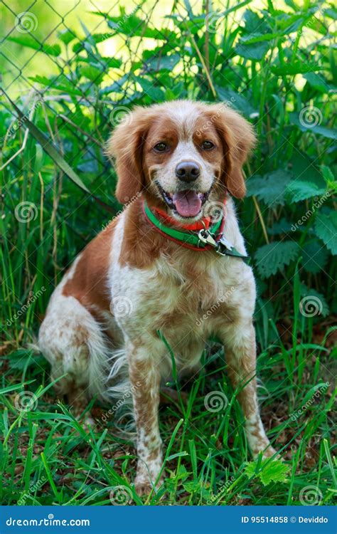 Hunting Dog Brittany Spaniel Stock Photo - Image of head, pedigree ...