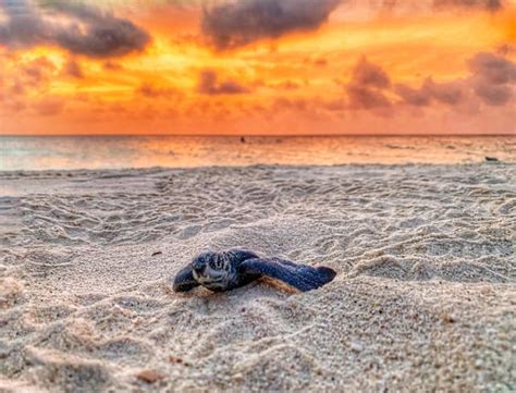 Freshly hatched Turtle @ Eagle Beach : r/Aruba