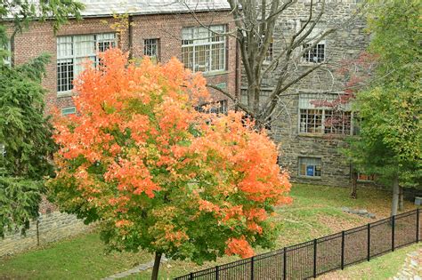 Alumni - Ethical Culture Fieldston School