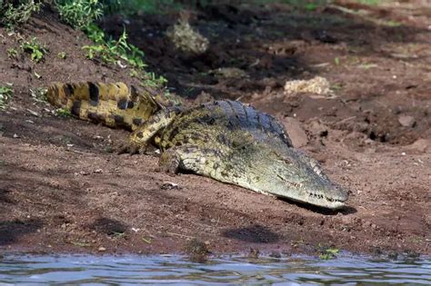 Nile Crocodile - Facts, Diet, Habitat & Pictures on Animalia.bio