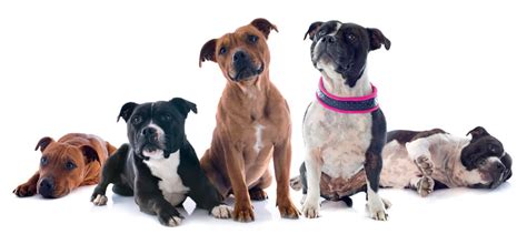 Staffy Temperament & Characteristics - The Staffy Personality Guide