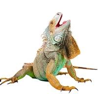 Iguana Meat for sale 4 Lbs - Iguana Meat Recipes - Exotic Meat Market