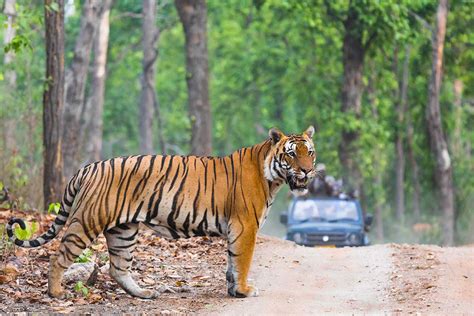 Ranthambore Safari Price 2024, Timing, and Best Time to Visit