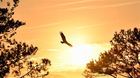 Eagle Flying in Sky During Sunset 4K Wallpapers | HD Wallpapers