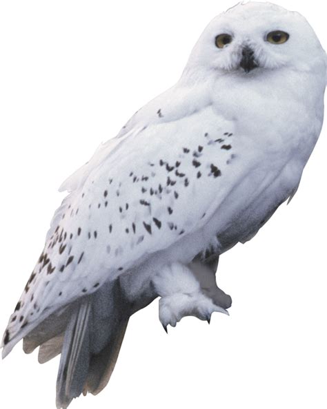 hedwig - HEDWIG!!!! | Harry potter hedwig, Harry potter, Hedwig