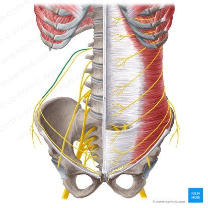 Iliohypogastric nerve: Anatomy, function and damage | Kenhub