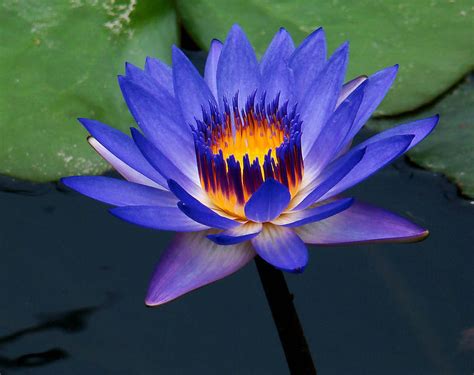 Blue Water Lily: The National Flower of Srilanka