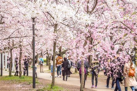 Our Incredible Osaka Cherry Blossoms Experience - Spiritual Travels