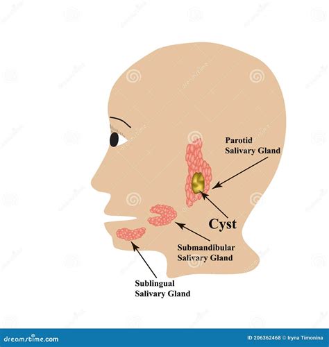 Parotid Salivary Gland. The Structure Of The Parotid Salivary Gland. Vector Illustration On ...