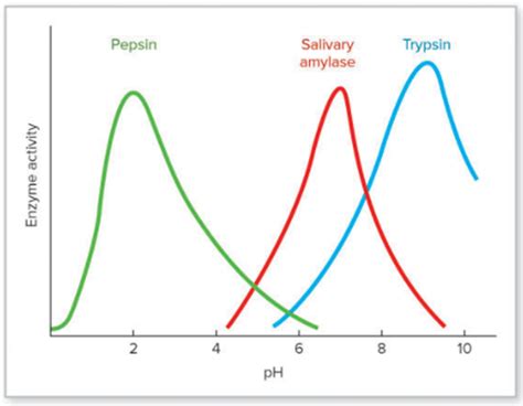 Solved Explain the graph showing the effect of pH on | Chegg.com