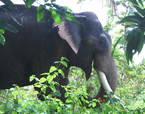 No words to say: Kumki Elephant