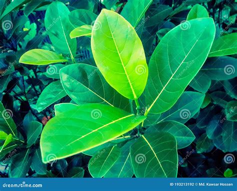 Jackfruit leaf photo stock photo. Image of tree, leaf - 193213192