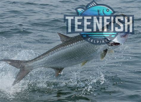 Alabama Saltwater Fishing License: A Comprehensive Guide - TeenFish