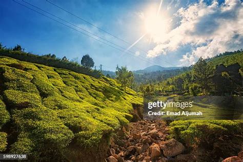 24 Kolukkumalai Tea Estate Stock Photos, High-Res Pictures, and Images ...