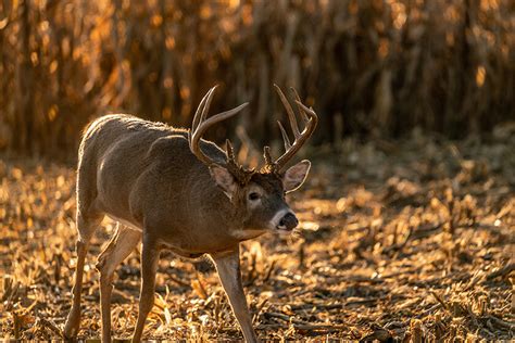 How to Stay on Top of Whitetail Habitat Changes - North American Whitetail