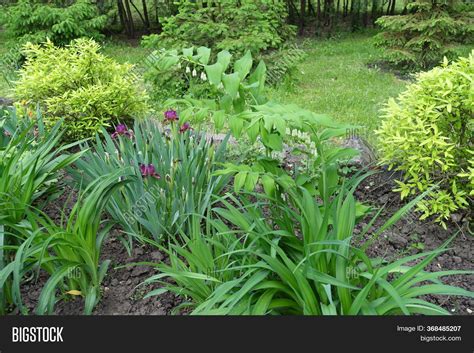 Polygonatum Image & Photo (Free Trial) | Bigstock