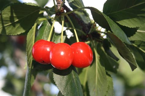 Red Berries - Edible or Not Edible? - GettyStewart.com