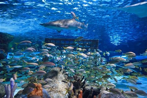 Ripley's Aquarium of Myrtle Beach Reviews | U.S. News Travel