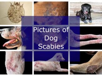 dog scabies Archives - Senior Tail Waggers