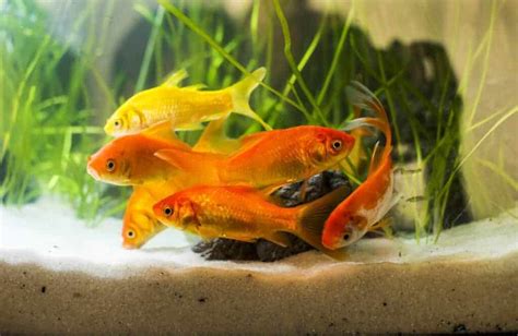 Goldfish Tankmates: Well-Matched Companions For This Humble Fish