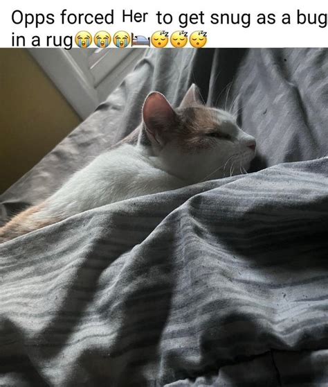 Snug as a Bug In a Rug (meme) | Snug as a Bug In a Rug | Know Your Meme