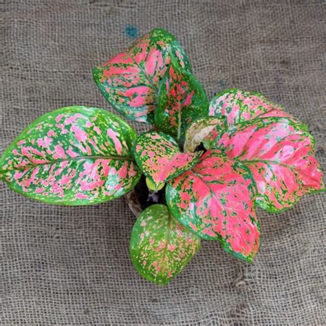 Aglaonema Pink Dalmatian Plant - Nestreeo.com