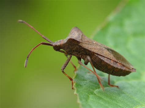 L'insecte de notre jardin