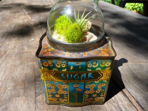 Light Bulb Terrarium Extinction? - Craft Organic