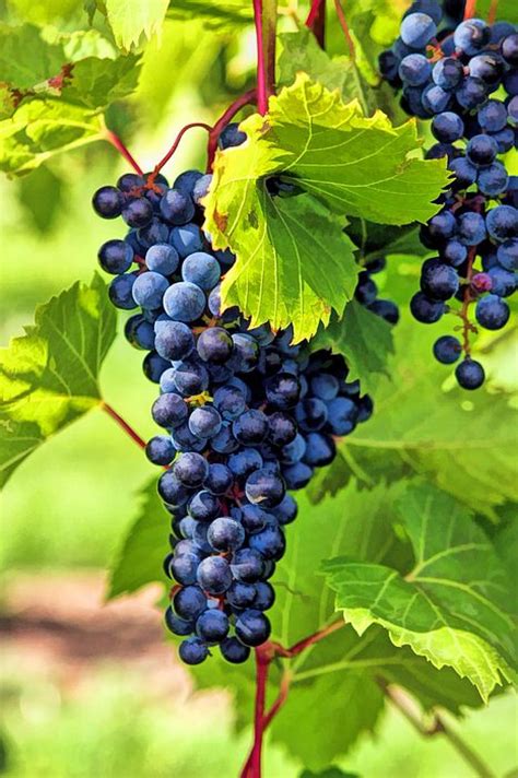 Buy Thai Black Grapes Plant » GETSVIEW MARKET