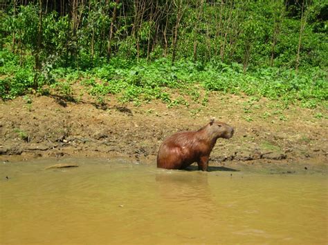 Wandering Jenny: Las Pampas, wildlife and more wildlife!