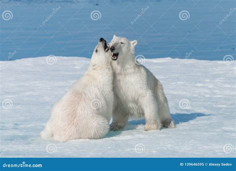 Two Young Wild Polar Bear Cubs Playing on Pack Ice in Arctic Sea, North ...