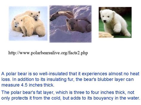 Animal Adaptations What Goes Where Adaptations in Bears