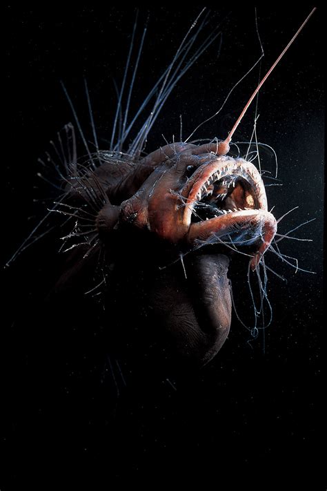 Deep Sea Angler Fish with Light - Anglerfish Size and Facts - SeaFish