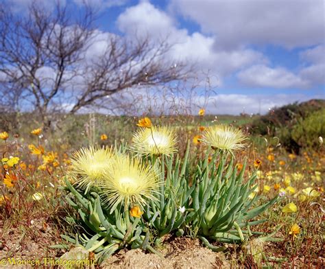 Desert flowers photo - WP03689