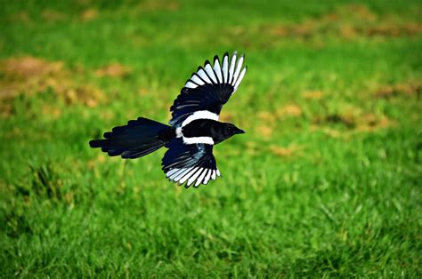 15 Birds That Bring Good Luck - Animal Corner