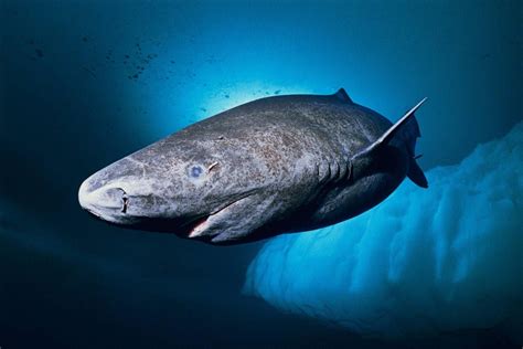 this Greenland shark is believed to be 250-500 years old. | Tiburón de ...