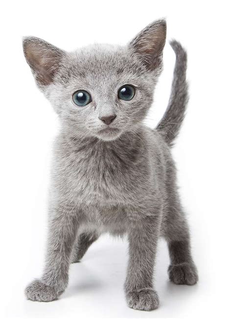 Russian Blue Cat Breed Information Center