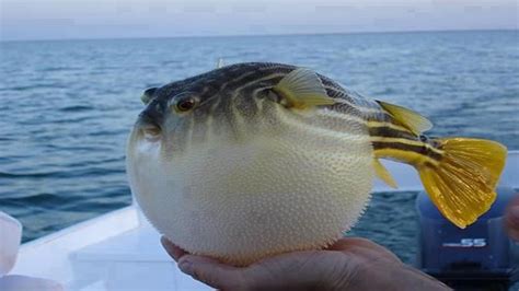 #Puffer Fish, #Balloon Fish #Inflating and #Deflating | #Num Nila - YouTube