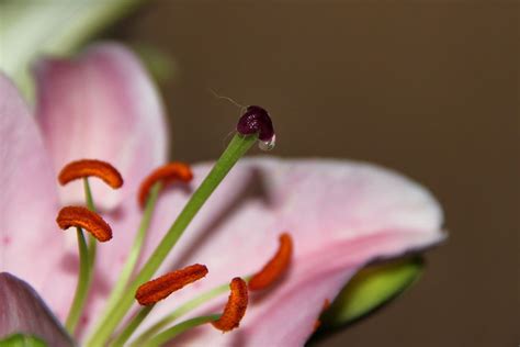 Lily Pistils Pollen Threads - Free photo on Pixabay