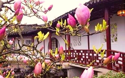 The Sun Yat-Sen Classical Chinese Garden: A Guide - Vancouver Planner