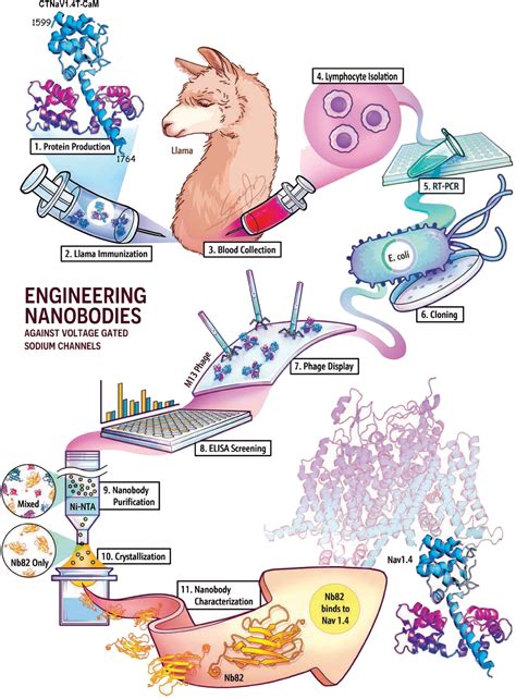 'Nanobodies' from llamas could yield cell-specific medications for humans