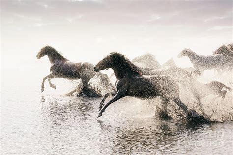 Herd Of Wild Horses Running In Water Photograph by Tunart - Fine Art ...