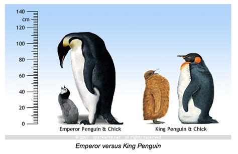 [SOLVED] Is this an Emperor Penguin or a King Penguin? ~ Biology ...