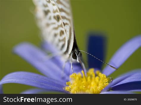 2+ Butterfly long tongue close up Free Stock Photos - StockFreeImages