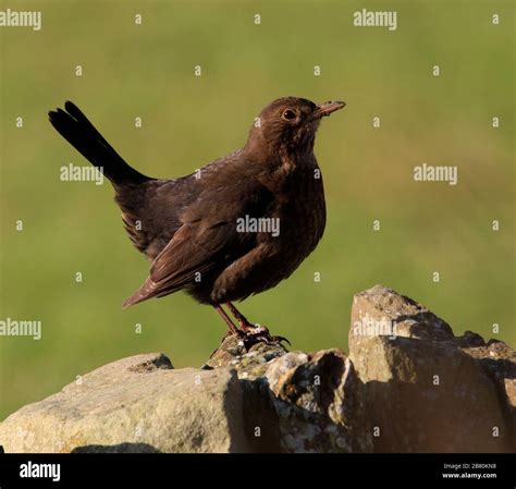 Common female blackbird Stock Photo - Alamy