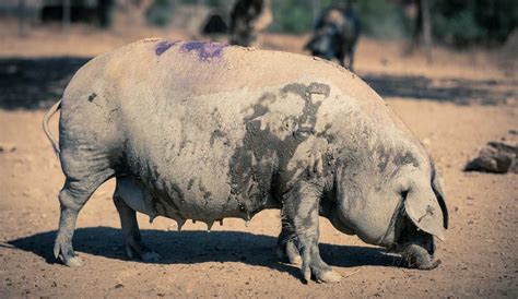 Porco Preto: Portuguese Black Iberian Pig - 1st Day of Summer